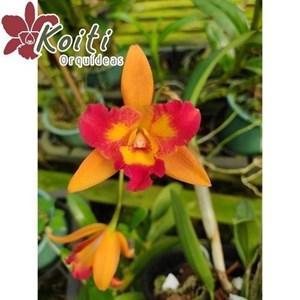Orquídea Rlc. Tzeng-Wen Beauty x Ctt. Blazing Treat - Adulta