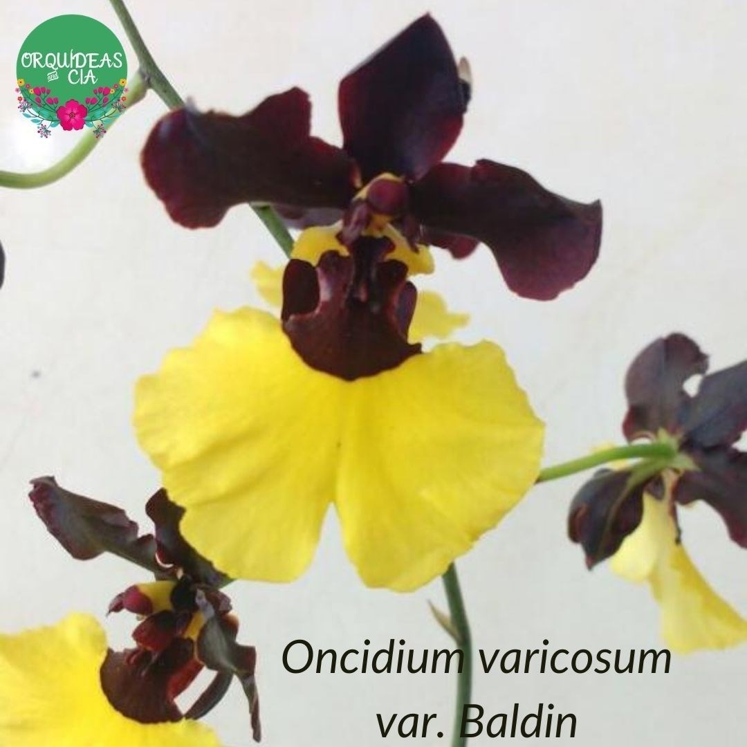 Orquídea Oncidium varicosum var. Baldin