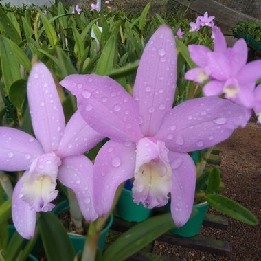 Orquídea (Hoffmannseggella rupestris x Cattleya loddigesii aquinii alba)