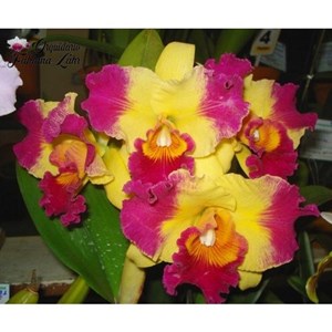 Orquídea B.L.C. Hisyning Sunset ´Tah Hsien`