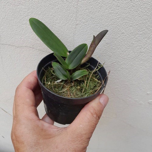 Orquídea Cattleya amethystoglossa