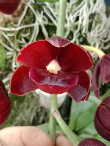 Cyclodes Jumbo Rosy - Adulto