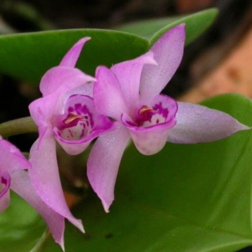 Meiracyllium trinasutum