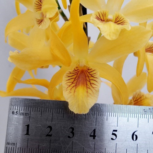 Orquídea Dendrobium Stardust Chyomi ! Planta Adulta !