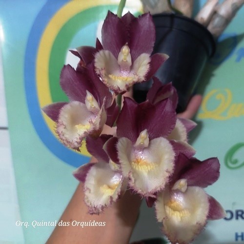 Clowesetum Pierre Couret - Adulto