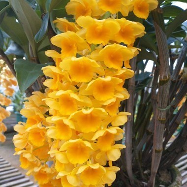 Orquídea Dendrobium densiflorum