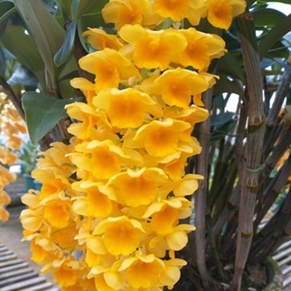 Orquídea Dendrobium densiflorum
