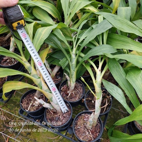 Cycnodes Lorraine Lee - Adulto