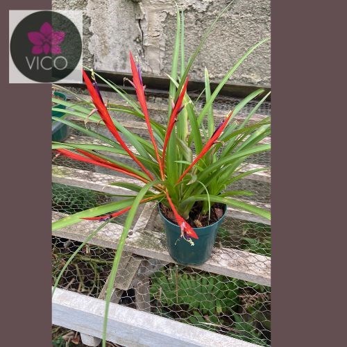 Tillandsia flabellata