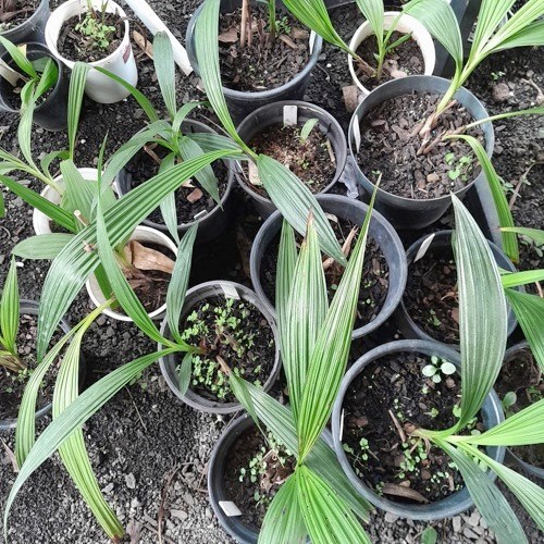 Spatoglotis exótica (cores diversas)