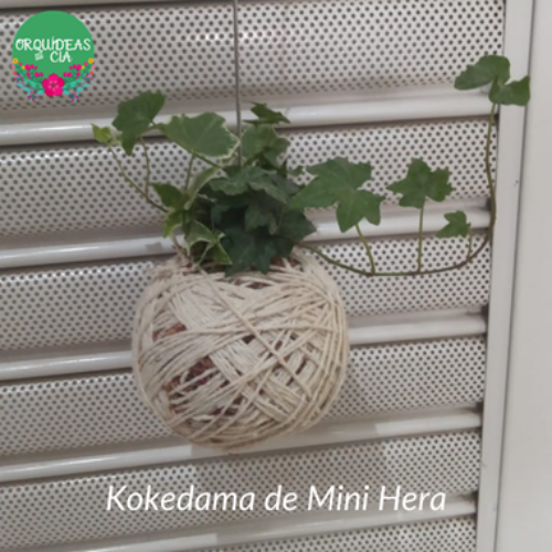Kokedama de Folhagem Hera estrela pequena