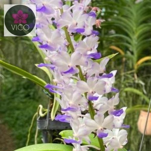 Orquídea Rhynchostylis coelestis