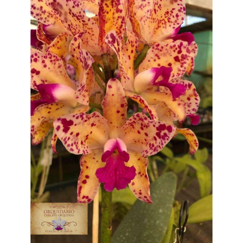 Orquídea Cattleya amethystoglossa Áurea Self  T3