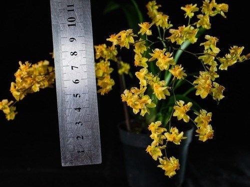 Orquídea Oncidium Twinkle Amarela Orquídea