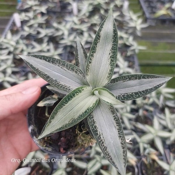 Aspidogyne agentea - Jewel Orchid - Orquídea Joia - Adulto