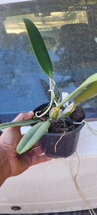 Cattleya percevaliana tipo Tiago x selfa