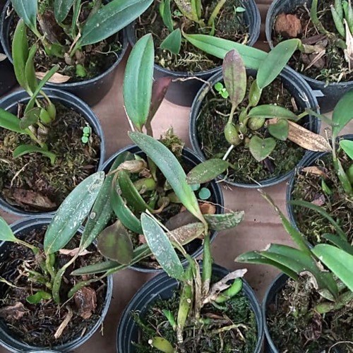 Sophronitis wittigiana