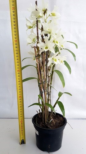 Orquídea Dendrobium Spring Dream Apollon Planta Adulta Flor Branca