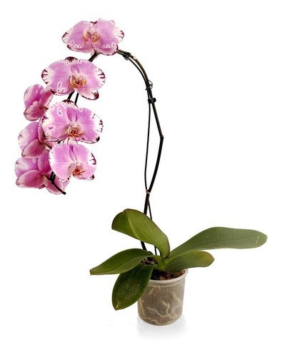 Orquídea Phalaenopsis Exótica ! Planta Adulta ! Rara