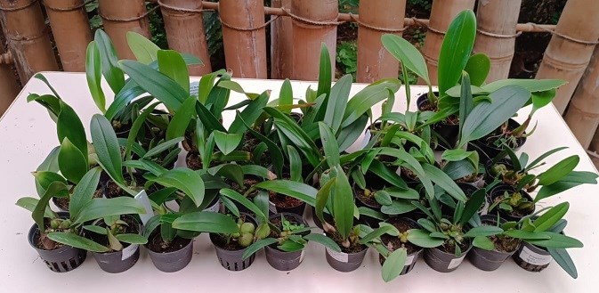 Kit Bulbophyllum hibrido - 40 plantas sortidas