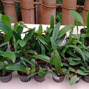 Kit Bulbophyllum hibrido - 40 plantas sortidas