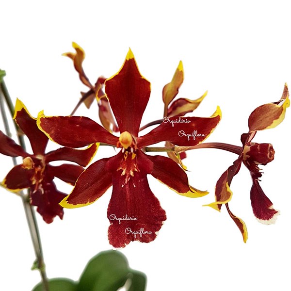 Orquídea Colmanara Ruby Planta Adulta Flor Averrmelhada - Orquiloja