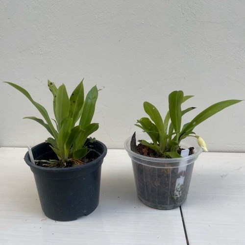 Warczewiczella amazonica (Cochleanthes)