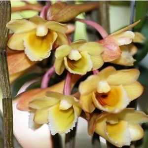 Orquídea Dendrobium lampongense