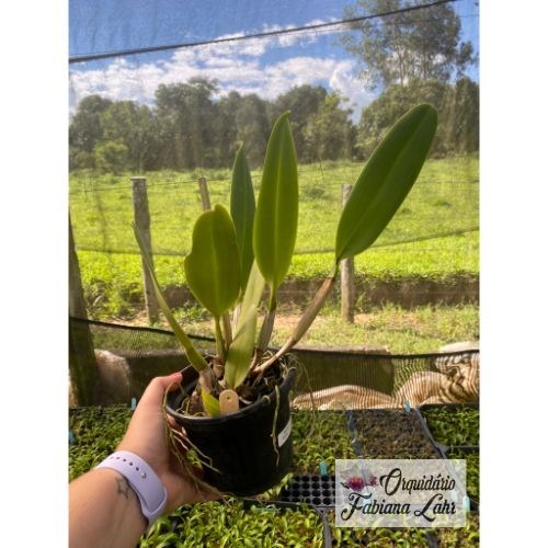 Orquídea B.L.C. Chinese Beauty ''Hwei Chu'' (adulta)