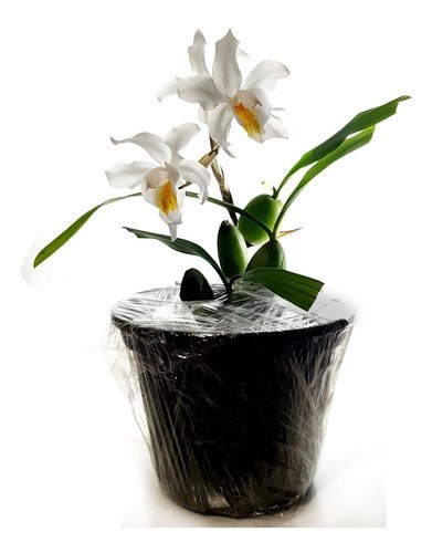 Orquídea Coelogyne cristata ! Com Vaso !