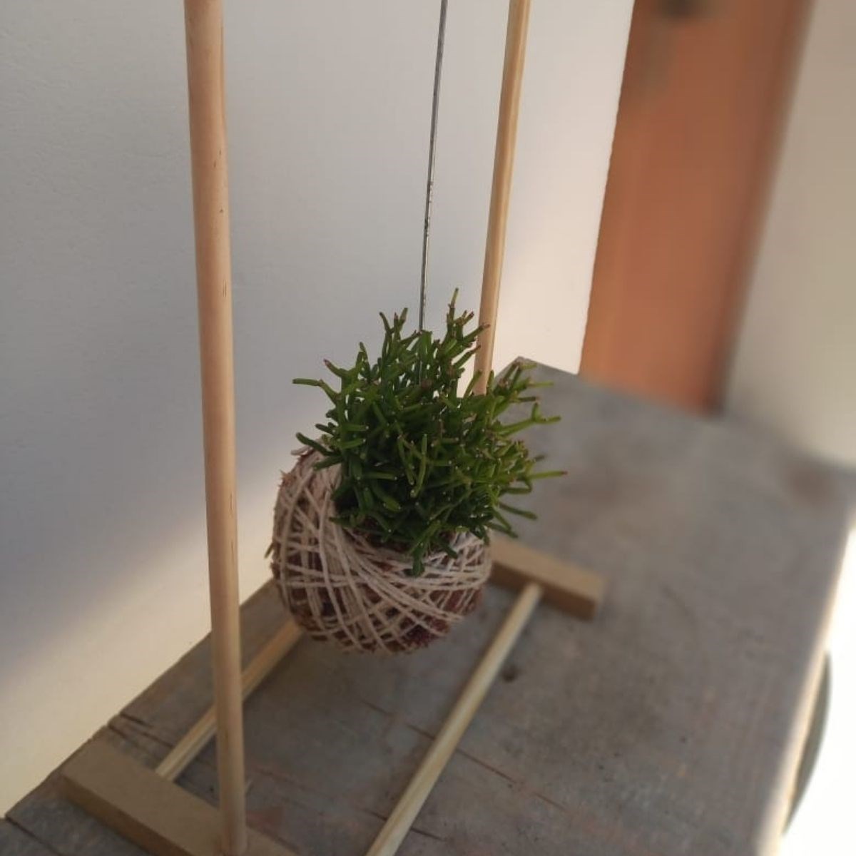 Kokedama de Folhagem Ripsalis