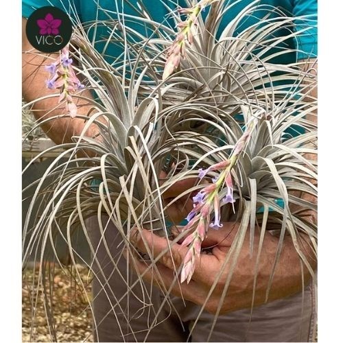 Tillandsia Catimbauenses