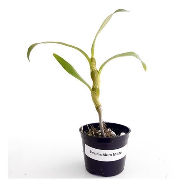 Kit Mudas De Orquídeas Mista 36 Unidades Super Promoção.