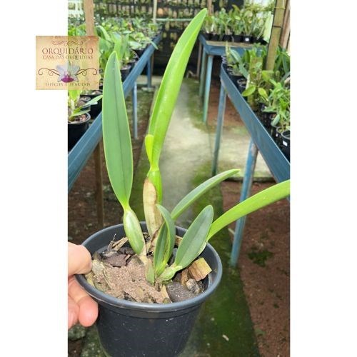 Orquídea Cattleya lueddemanniana vinicolor