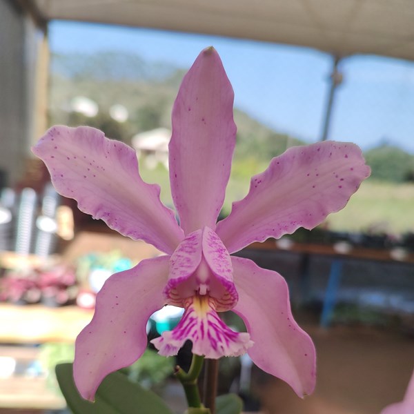 Orquídea Cattleya pittiae - Orquiloja