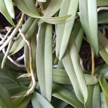 Gastrochillus bellinus