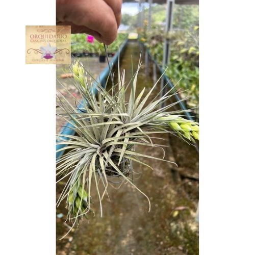 Tillandsia stricta silver