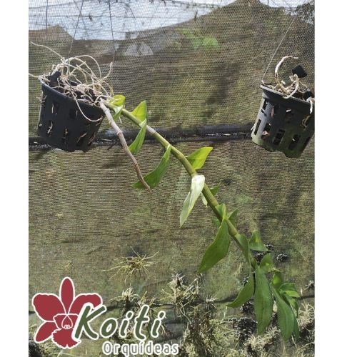 Orquídea Dendrobium Nestor Var Alba - Adulto