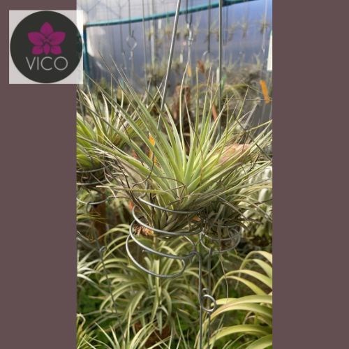 Tillandsia stricta “Ponta Negra"