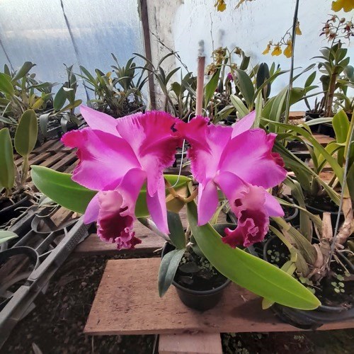 Cattleya intermedia x Slc. Mae Hawkins x Slc. Dizac