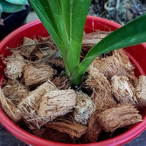 Substrato Chips De Coco Para Plantas E Orquídeas 5 Litros