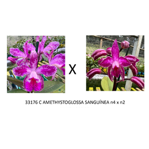 Frasco de Orquídea 33176 C AMETHYSTOGLOSSA SANGUÍNEA n4 x n2