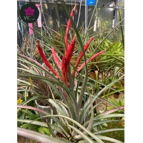 Tillandsia chapeuensis - Orquiloja
