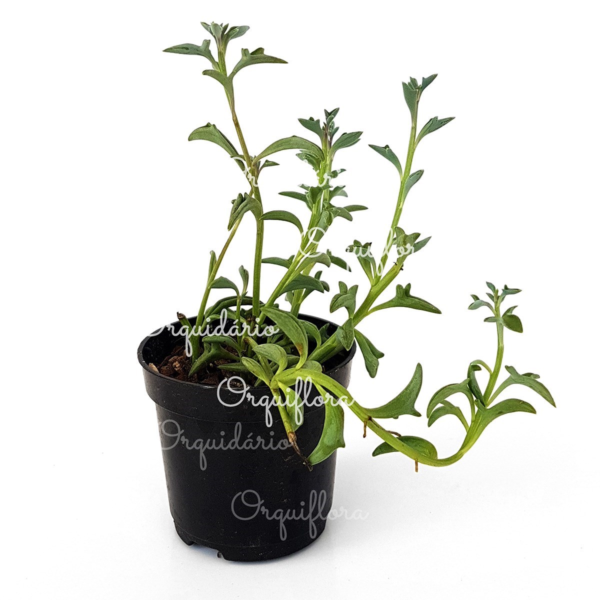 Muda Suculenta Colar de Golfinho Senecio Peregrinus