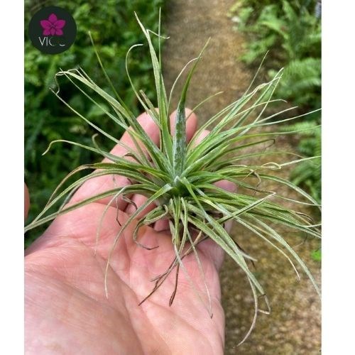 Tillandsia Feldholfii