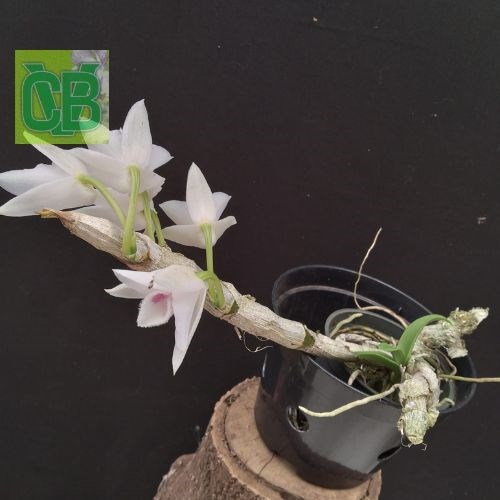 Dendrobium parishii semi albo