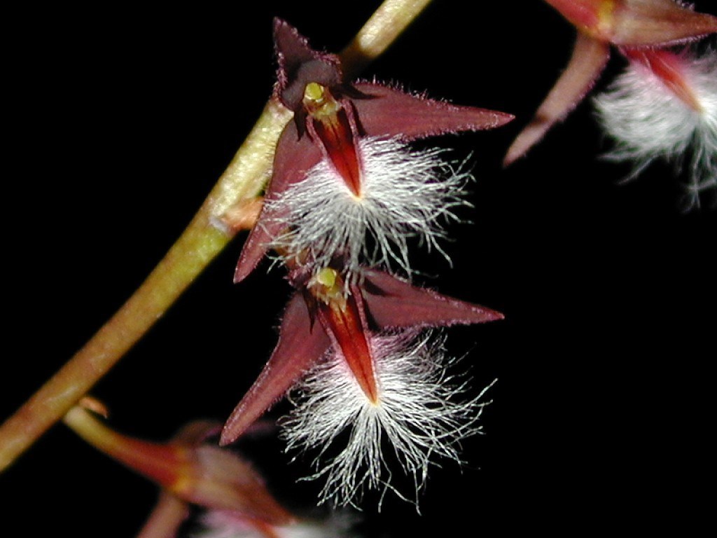 Orquídea Bullbophillum miniatum