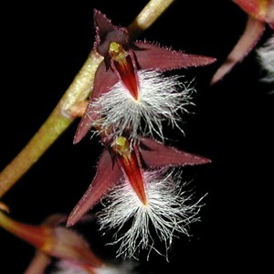Orquídea Bullbophillum miniatum