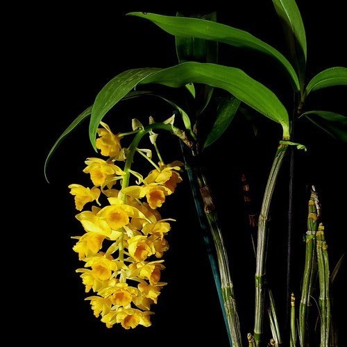Orquideas Dendrobium densiflorum Planta Adulta Com Vaso