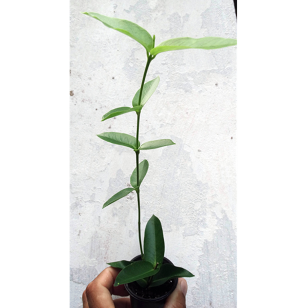 Flor de Cera Hoya densifolia